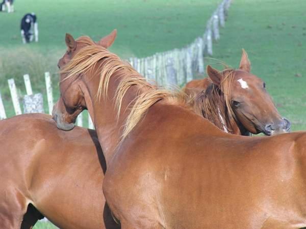 Estancia Hosteria El Ceibo Florida ภายนอก รูปภาพ